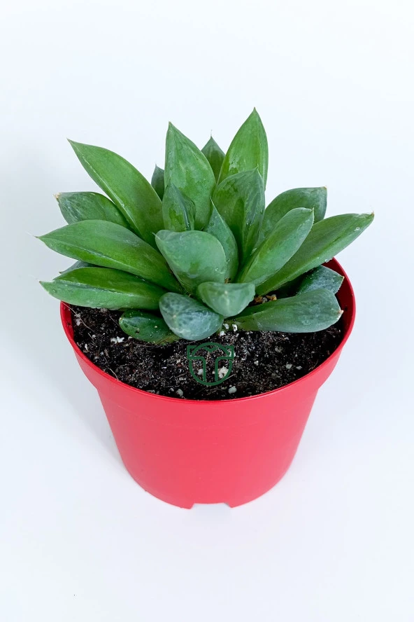 Haworthia Cuspidata yıldız sukulent star window yeşil gül 8.5 cm kırmızı saksıda - 2