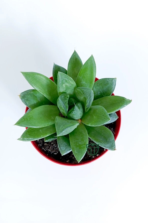 Haworthia Cuspidata yıldız sukulent star window yeşil gül 8.5 cm kırmızı saksıda - 4