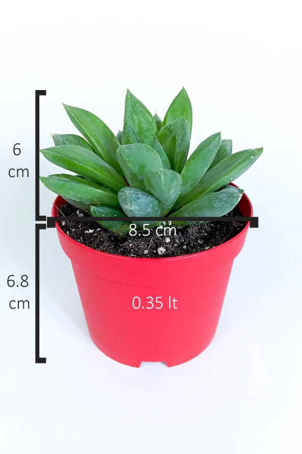 Haworthia Cuspidata yıldız sukulent star window yeşil gül 8.5 cm kırmızı saksıda - 5