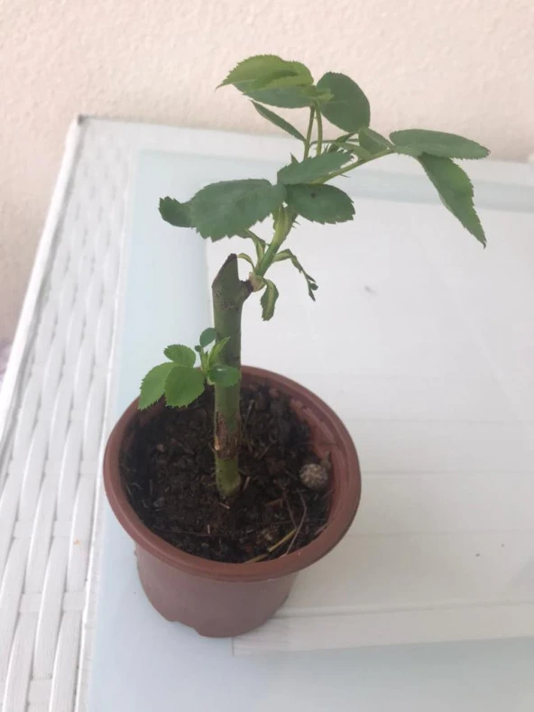 Yediveren Somon Kayısı Sarmaşık Gül Fidanı 5 Adet 15-25 Cm - Resim 4