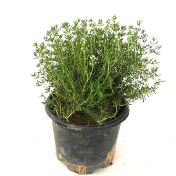 Saksılı Kekik Fidanı 15-25 Cm Büyük Boy Potted Thyme Sapling