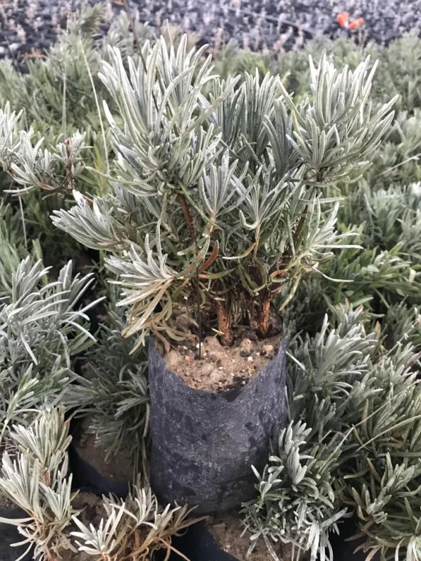 Bahçe Tipi Lavanta Fidanı 2 Adet 15-25 Cm İntermedia