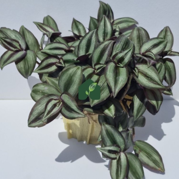 Alacalı Telgraf Çiçeği (Tradescantia zebrina)