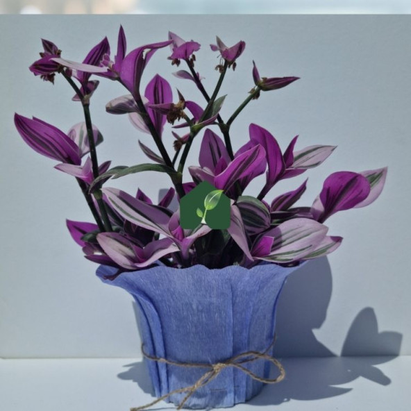 Pembe Telgraf Çiçeği (Tradescantia nanouk) - 2