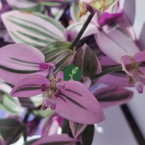 Pembe Telgraf Çiçeği (Tradescantia nanouk) - 4