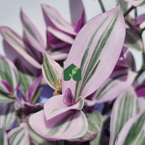 Pembe Telgraf Çiçeği (Tradescantia nanouk) - 5