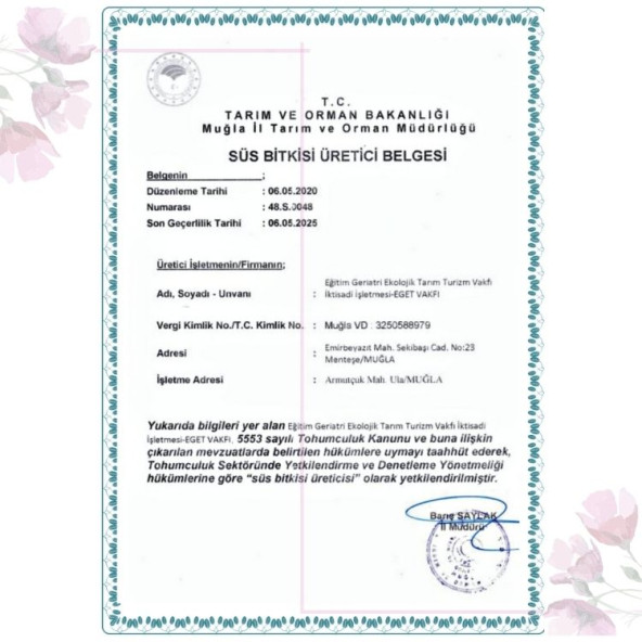 Küba Kekiği (Plectranthus amboinicus (Lour.) Spreng) - 3