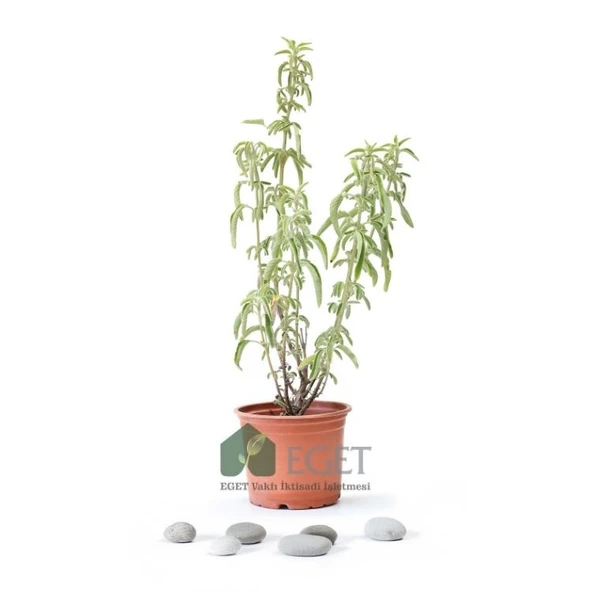 Anadolu Ada Çayı (Salvia fruticosa)- 1 lt Saksıda ürün görseli 1