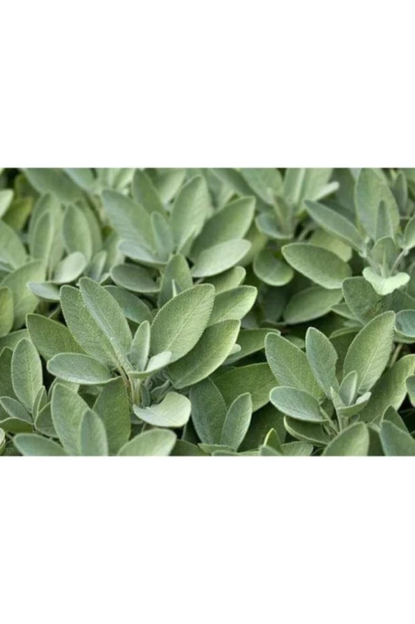 Adaçayı Fidanı Tüplü 1 Adet 10-20 Cm - Resim 3