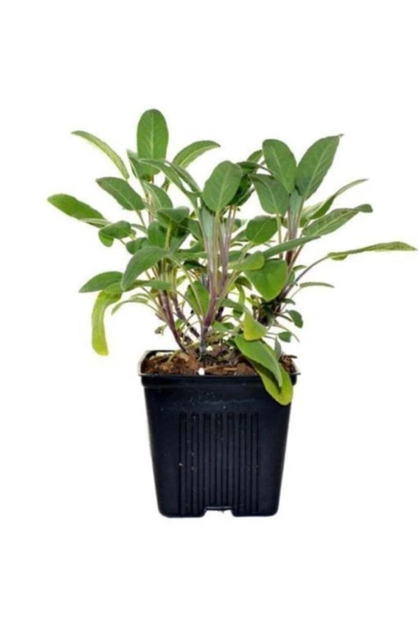 Salvia Culinaria Adaçayı Fidanı 20-30 Cm