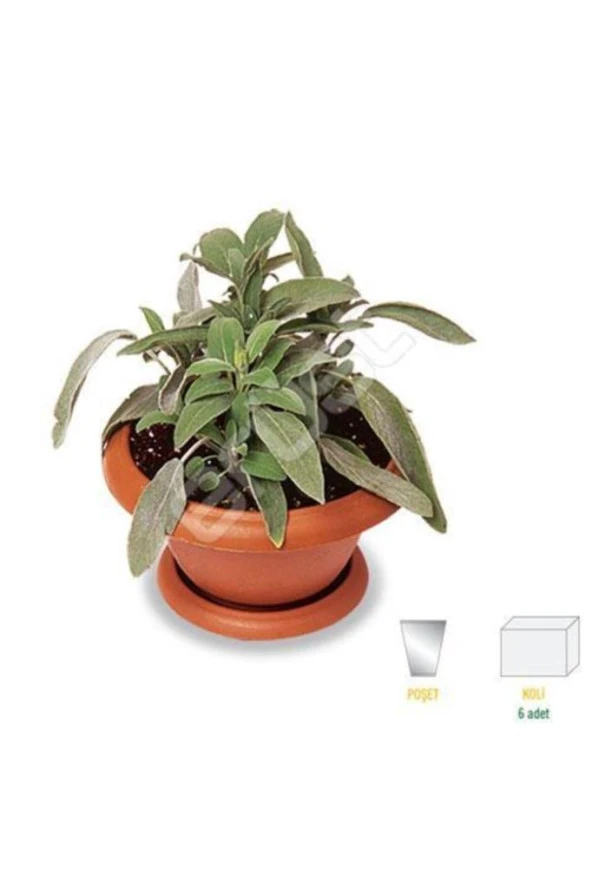 Tıbbi Adaçayı Fidanı 10-20 Cm 1 Adet Salvia