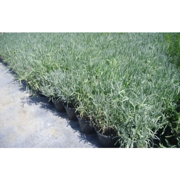 Saksılı Lavanta Fidanı 2 Adet 30-40 Cm lavandula İntermedia N11.27255