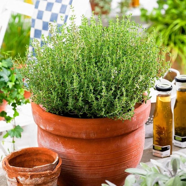 Keskin Kokulu Kekik Fidanı Potted Thyme Sapling 15-25 Cm - Resim 2