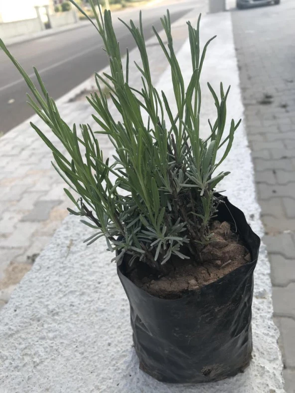 Lavanta Fidanı 4 Adet 15-25 Cm İntermedia N11.24069