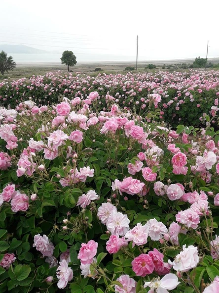 Sultan Kokulu Isparta Gül Fidanı 10-20 cm - Resim 3