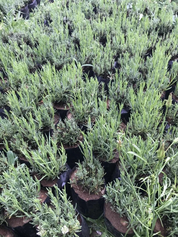 Lavanta Fidanı 5 Adet 15-25 Cm İntermedia - Resim 3