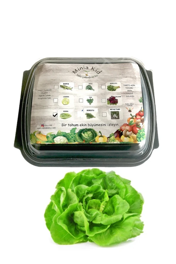 Salata (TEREYAĞ KIVIRCIK) Çimlendirme Kiti