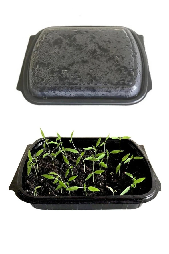 Salata (TEREYAĞ KIVIRCIK) Çimlendirme Kiti - 2