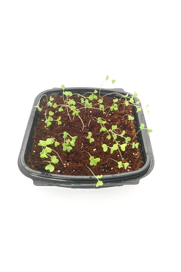 Patlıcan Çimlendirme Kiti - 2