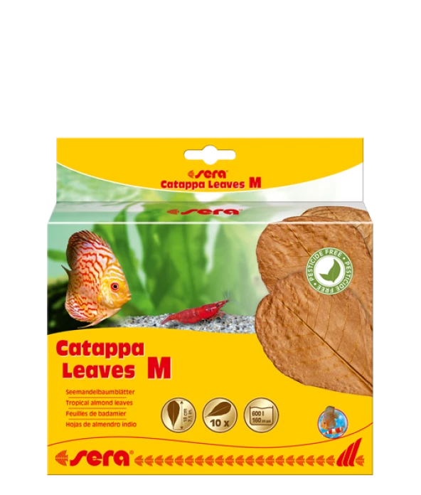 Sera Catappa Yaprağı M 18 Cm (10 Adet)