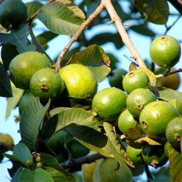 Saksıda Büyük Boy Guava Fidanı (Meyve verir durumda) - 2