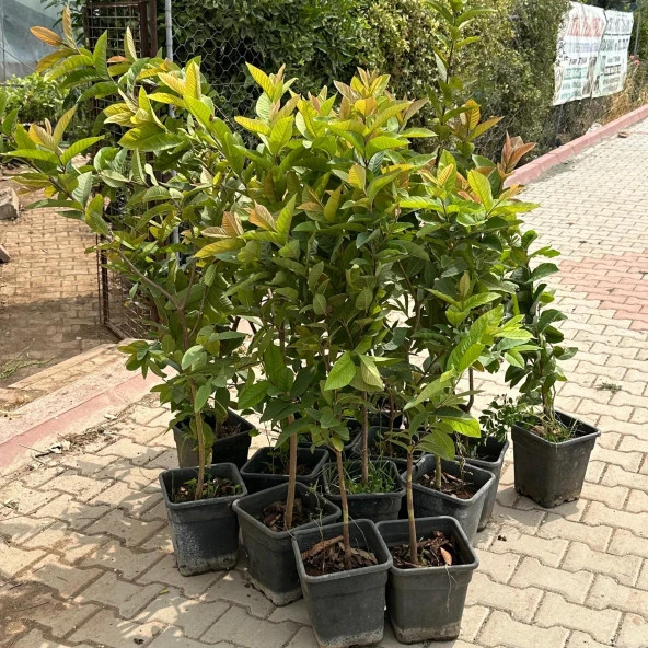 Saksıda Büyük Boy Guava Fidanı (Meyve verir durumda) - 3