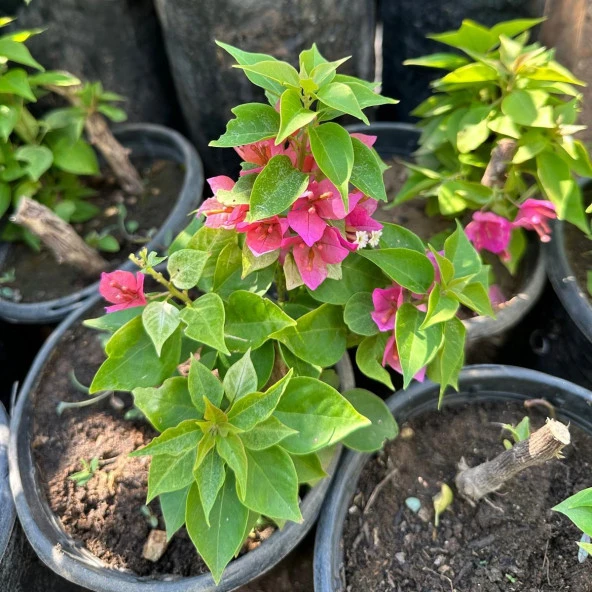 Bodur Begonvil Çiçeği - Resim 2