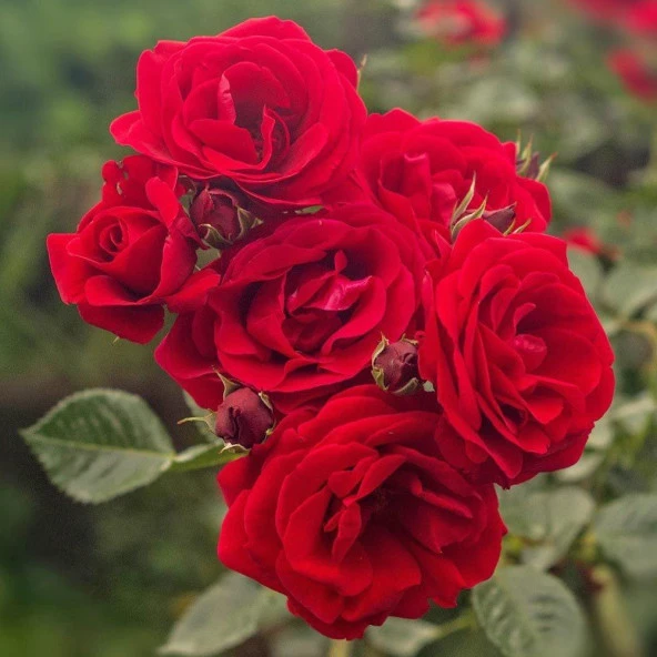 Tüplü ve Aşılı Kırmızı Gül Fidanı (Kök Yaşı 3) ürün görseli