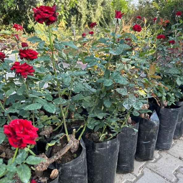 Tüplü ve Aşılı Kırmızı Gül Fidanı (Kök Yaşı 3) - Resim 2