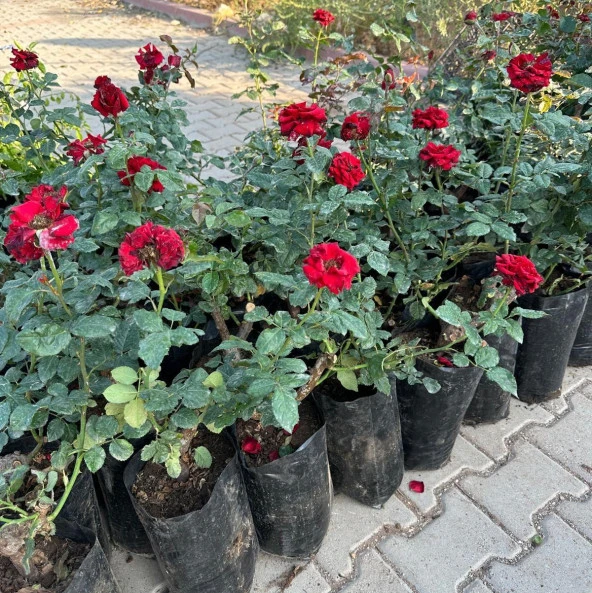 Tüplü ve Aşılı Kırmızı Gül Fidanı (Kök Yaşı 3) - Resim 3