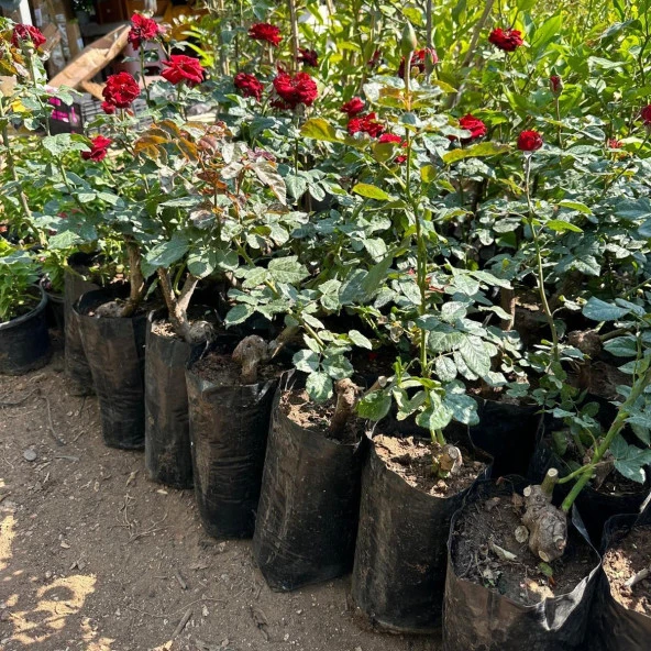 Tüplü ve Aşılı Kırmızı Gül Fidanı (Kök Yaşı 3) - Resim 4