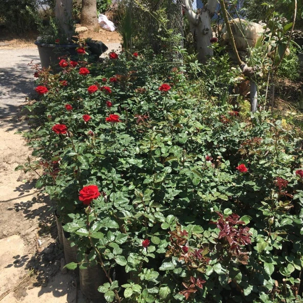 Tüplü ve Aşılı Kırmızı Gül Fidanı (Kökü 3 Yaş) - Resim 2