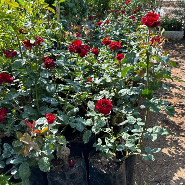 Tüplü ve Aşılı Kırmızı Gül Fidanı (Kökü 3 Yaş) - Resim 3