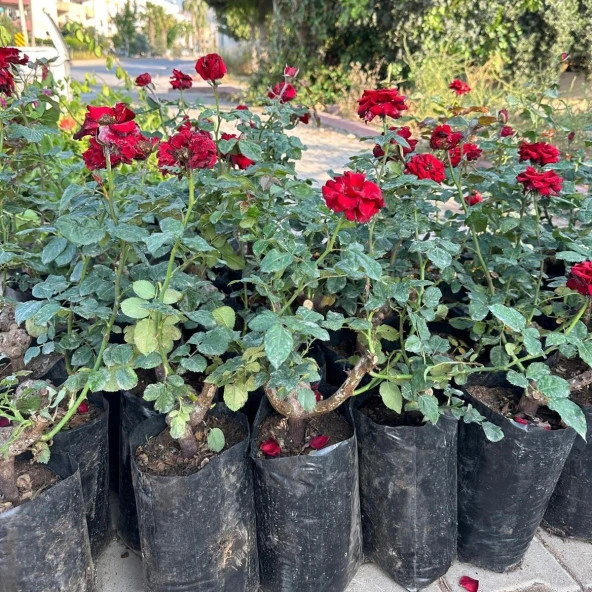 Tüplü ve Aşılı Kırmızı Gül Fidanı (Kökü 3 Yaş) - Resim 4