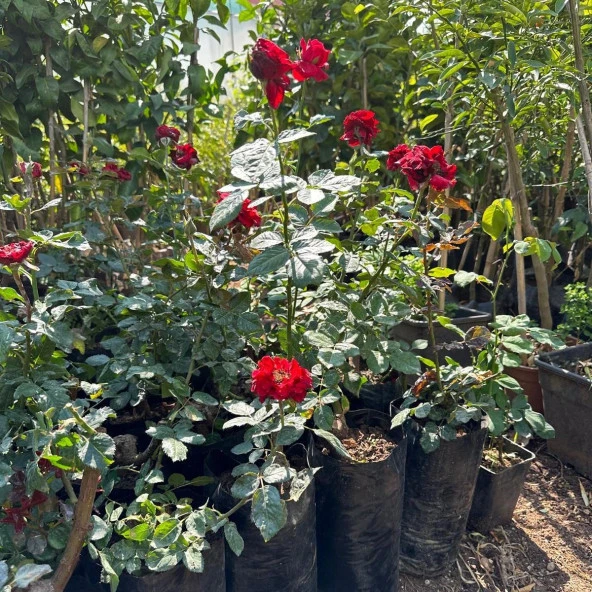 Tüplü ve Aşılı Kırmızı Gül Fidanı (Kökü 3 Yaş) - Resim 5