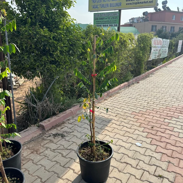 Meyve Verir Durumda 20 Lt Saksıda Carambola (Yıldız Meyvesi) Fidanı - Resim 3