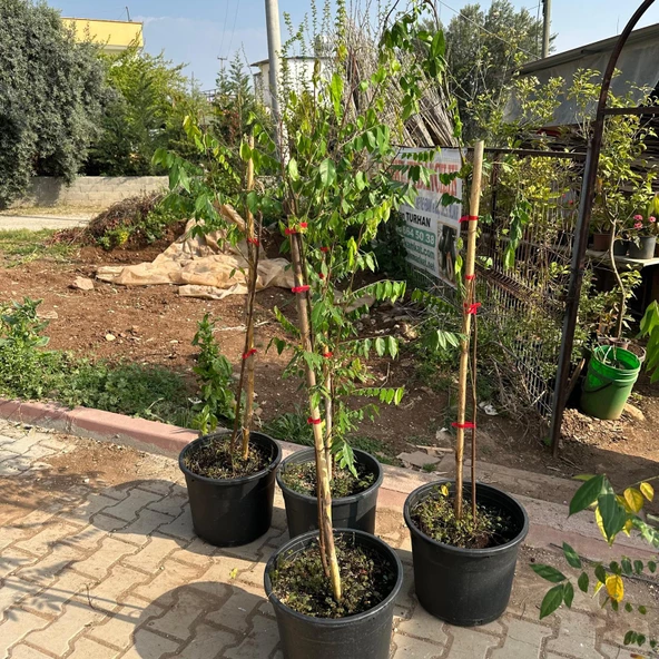 Meyve Verir Durumda 20 Lt Saksıda Carambola (Yıldız Meyvesi) Fidanı - Resim 4