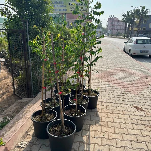 Meyve Verir Durumda 20 Lt Saksıda Carambola (Yıldız Meyvesi) Fidanı - Resim 5