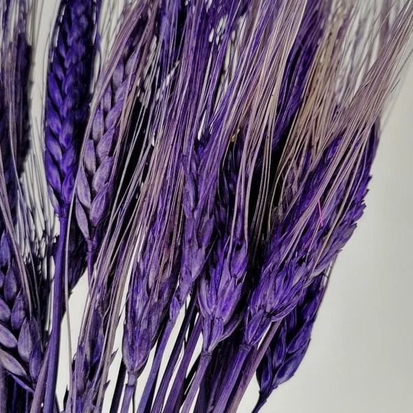 Nettenevime Kuru Çiçek Doğal Mor Başak 35gram 1. Kalite Şoklanmış Bozulmaz - Resim 3