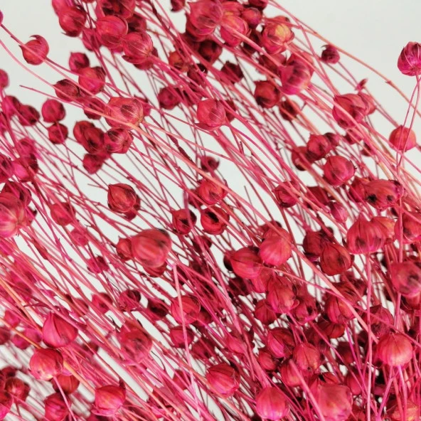 Nettenevime Kuru Çiçek Doğal Fuşya Luna 25gram Otu 1. Kalite Şoklanmış Bozulmaz - Resim 3