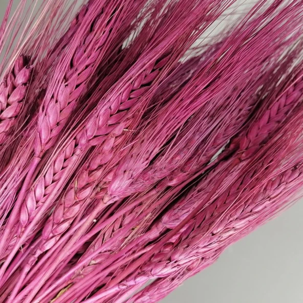 Nettenevime Kuru Çiçek Doğal Bordo Başak 35gram 1. Kalite Şoklanmış Bozulmaz - Resim 3