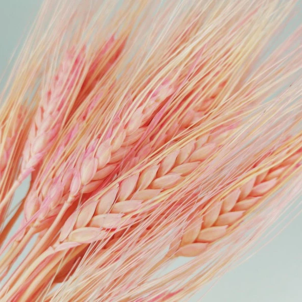 Nettenevime Kuru Çiçek Doğal Pembe Başak 35gram 1. Kalite Şoklanmış Bozulmaz - 3