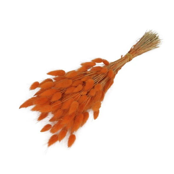 Nettenevime Kuru Çiçek Doğal Turuncu Pamuk Otu 20gram 1. Kalite Şoklanmış Bozulmaz ürün görseli 1