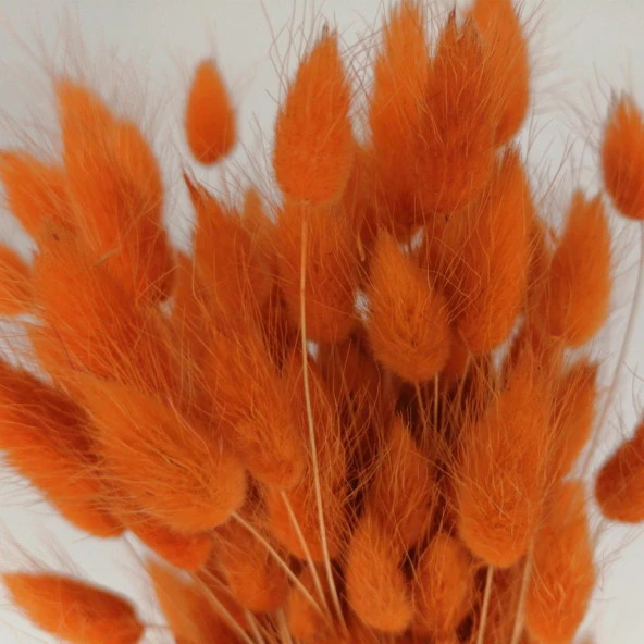 Nettenevime Kuru Çiçek Doğal Turuncu Pamuk Otu 20gram 1. Kalite Şoklanmış Bozulmaz - Resim 3