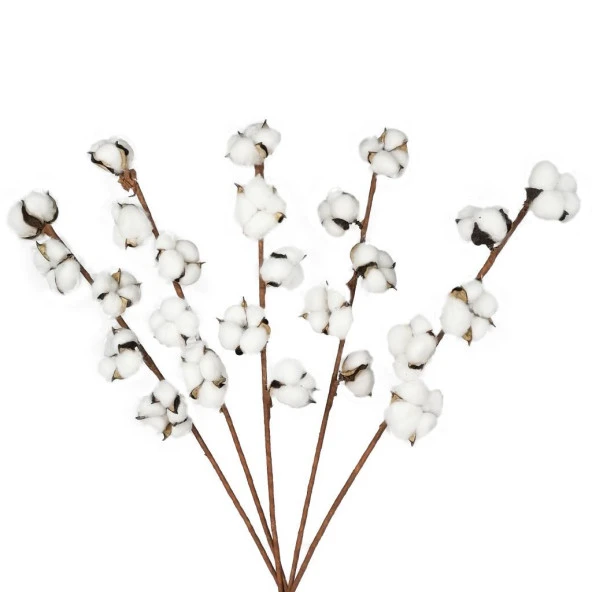 Nettenevime Doğal Pamuk Çiçeği 5Adet 5 li Kuru Çiçek 56cm Yapay Çiçek