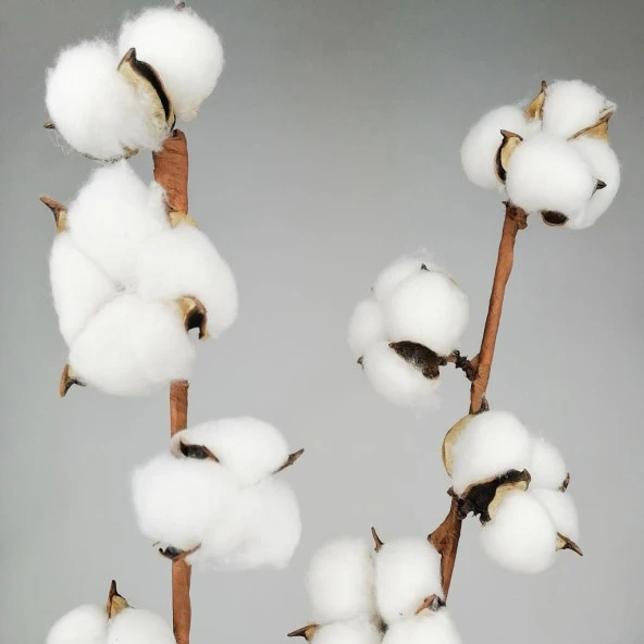 Nettenevime Doğal Pamuk Çiçeği 5Adet 5 li Kuru Çiçek 56cm Yapay Çiçek - 2