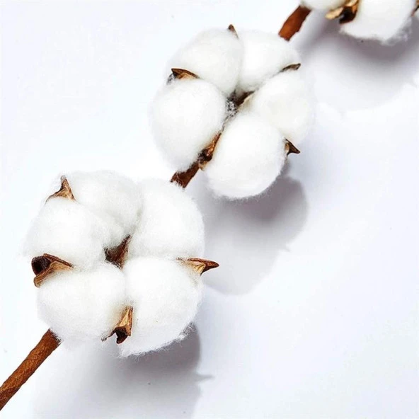 Nettenevime Doğal Pamuk Çiçeği 5Adet 5 li Kuru Çiçek 56cm Yapay Çiçek - 6