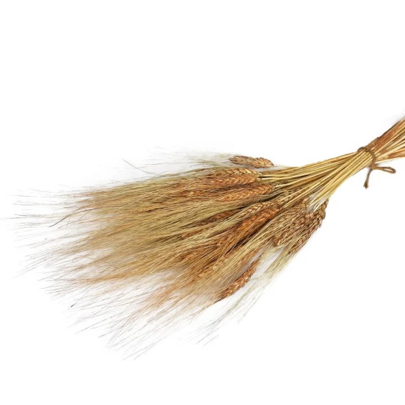 Nettenevime Kuru Çiçek Doğal Kahverengi Başak 35gram 1. Kalite Şoklanmış Bozulmaz