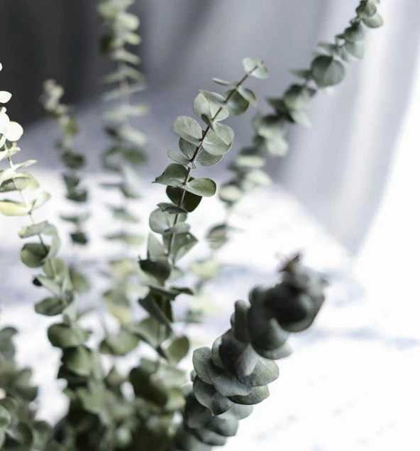 Nettenevime Şoklanmış Okaliptus Stabilize Kuru Çiçek Yeşil 50 Gram - 2