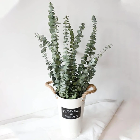 Nettenevime Şoklanmış Okaliptus Stabilize Kuru Çiçek Yeşil 50 Gram - 4